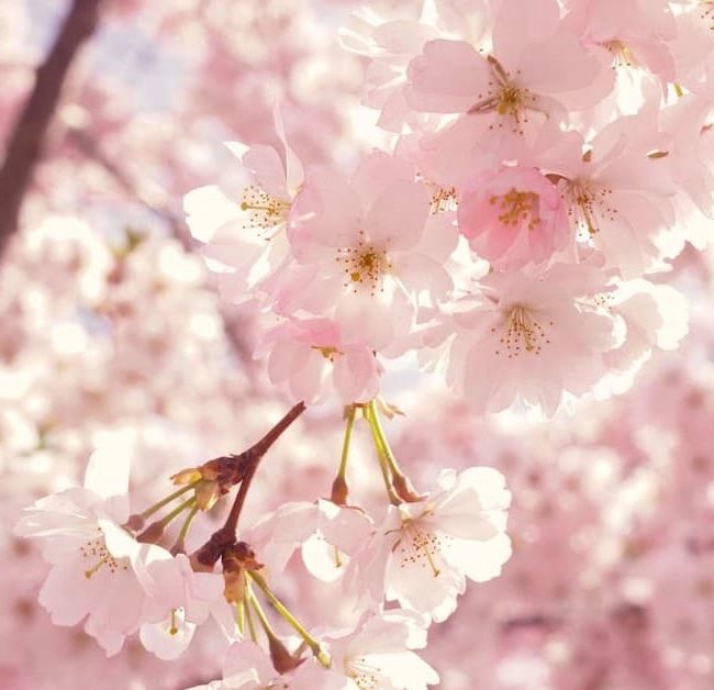 Los colores que triunfarán esta primavera